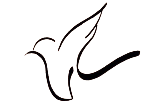 فروشگاه سارکالکشن